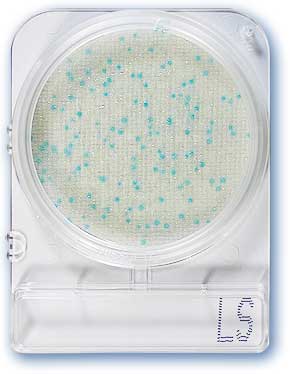 Microbiology Testing