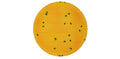 Petrifilm Rapid E.coli / Coliform Count Plates image 0