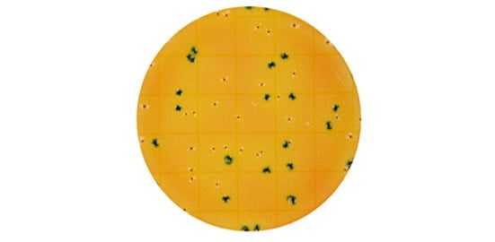 Petrifilm Rapid E.coli / Coliform Count Plates image 0