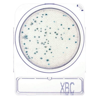 Compact Dry XBC is a rapid media plate used to detect Bacillus Cereus.